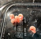 8  Pink Ramshorn Snails 