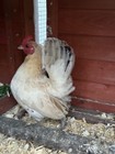 6   Serama Chicken Hatching Eggs