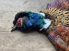 Rooster Ringneck Pheasant Skin 2 Wings Tail Feathers Wall Art Taxidermy Man Cave