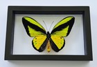 Real Framed Butterfly Goliath Sansom Male Mounted Double Glass Amazing Butterfly