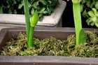 Supermoss 23820 Mountain Moss Green Sphagnum  Mini Bale  Natural Dried