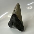 Megalodon Shark Tooth 4 94 Inch - Big - Natural Fossil - Authentic Teeth 20421