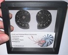 Super Rare Sliced Framed Black Ammonite Lot Dinosaur Era Fossil One Per Order