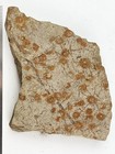 Large Sea Urchin Fossil With Plant Matter 33 Million Yr Old Salina Schencki