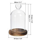 7 1 x3 1  Glass Dome Cloche Clear Glass Bell Jar Display Case With Wooden Base