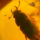 Lucanidae Stag Beetle In Burmese   Burmite Amber Fossil   100  Genuine Amber 