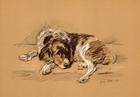1937 Antique Springer Spaniel Art Print Lucy Dawson Illustration 5179u