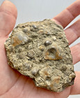 Rare Shell Fossils In Rock Sea Shell Fossil Complete Top And Bottom 167g 