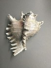 Scully   Scully Sterling Silver Murex Ramoses Conch Shell Large   