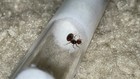 Rare Fire Ant Queen Hybrid  solenopsis Hybrid Queen  Feeder Insect Only See Des