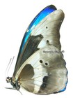 Unmounted Butterfly morphidae - Morpho Rhetenor Helena  Male  75-79mm