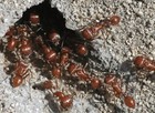 50   Live Red Harvester Ants - Perfect For Ant Farms      Priority Mail