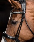 Schockemohle Crystal Bridle Westminster Black patent silver   No Import Fees