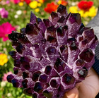 400g rare Dark Purple Amethyst Quartz Cluster Natural Crystal Geode Home Display