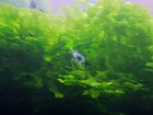 Pellia Moss   subwassertang Round    Home Aquarium Grown  Green And Healthy 4 Oz