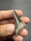 Gem Quality Peruvian Mako Shark Tooth 2 04   