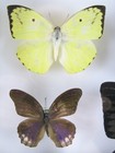 Real Preserved Beautiful Butterflies In 3d Showcase Xl - Unique Piece  - Art 05