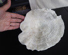 Vtg  Mushroom Coral Display Specimen Beach Home Decor Ocean Beach White Tongue