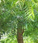 Live Neem Tree Plant  12     Azadirachta Indica   Shipping  Priority