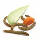 1000 Live Large Mealworms Organically Grown  Feed Reptile  Birds  Fishing Bait 
