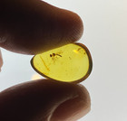 A101 Bu3798 Super Rare Exquisite Asilid In Authentic Burmese Amber Burmite 99mya