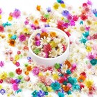 300 Pcs Mini Dried Flowers For Resin  Small Dried Flowers For Crafts  Mini-dr   