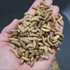Live Black Soldier Fly Larvae  120  250  500 