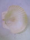 Beautiful Scallop Shells 5 5 Inches