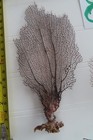 3-natural Sea Fan - Coral - Sea Whip - Free Shipping 6 5x3  5x5  5x4 5  Inches