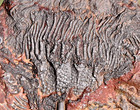All Natural Silurian Crinoid  Scyphocrinites  Erfoud  Morocco  2