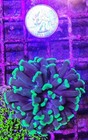 Wysiwyg 1 Head Branching Splatter Hammer Coral Frag Nice Size Free Shipping 