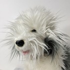 Fao Schwarz Old English Sheep Dog 12  Plush Gray White Stuffed Animal Toy Read