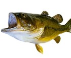19  Largemouth Bass Taxidermy Fish Mount Vintage 
