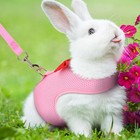 Adjustable Harness   Lead Set For Ferret Rabbit Guinea Pig Small Animal