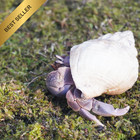 3 5oz Hermit Crab Substrate Tank Habitat Supplies Pet Enclosure Bedding Material