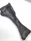 Replica Juvenile Ceratosaurus Humerus Morrison Formation