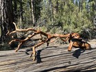 Large Manzanita Driftwood  Reptile Tank Decor   Aquarium Wood  Terrarium  34   
