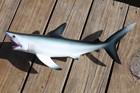 1- Amazing 18  Great White Shark Wall Hanging species Correct Replica sh-02