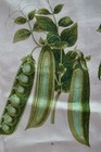 Royal Horticulture Society Album Benary  peapod   Tea Towel-unused