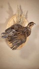 Bobwhite Taxidermy Mount New