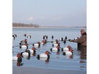 Avery 12  Decoy Gaff Aluminum Green