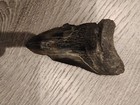 2 Inch Real Megalodon Shark Tooth Big Fossil Giant Genuine Prehistoric Meg Teeth
