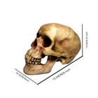 Life Size Skeleton Skull Model Human Skull Replica Model Skull Head Decoratio   