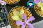2  Potted Butterwort Pinguicula Live Carnivorous Plant Insect Eating Plant -asst