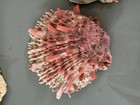 Early 1900   s Antique Large Marine Sea Life Shells Lot Of 3