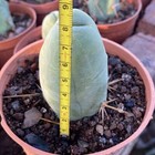 6-8cm 1pcs Live Eulychnia Male Penis Beautiful Garden Outdoor Rare Planting