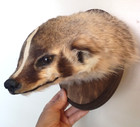 Badger Taxidermy Wall Mount Animal Hide Skull Fox Bobcat Raccoon Hunting Decor