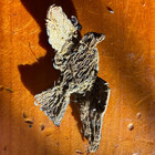 Wwii German Luftwaffe Officer Breast Eagle Bullion Wire Silver Uniform Patch Ww2