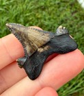 Insane Alabama Auriculatus Fossil Shark Tooth Fossils Sharks Teeth Ric Rare