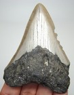 Megalodon Shark Tooth Real Fossil - 2 93    Shark Teeth No Restorations No Repairs